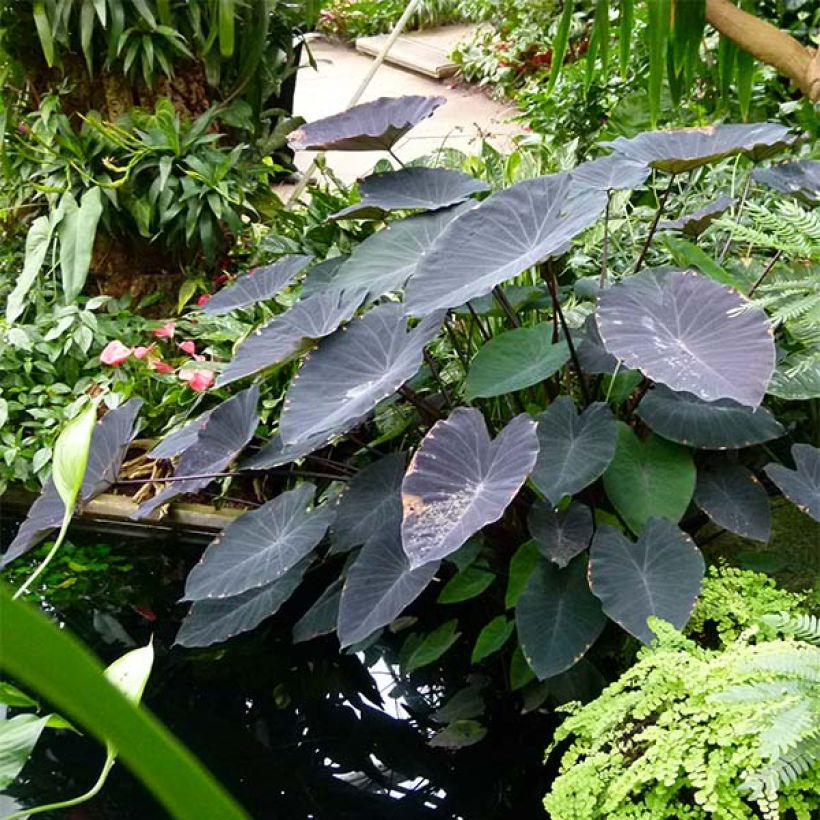 Colocasia Black Magic - Olifantsoor (Groeiplaats)