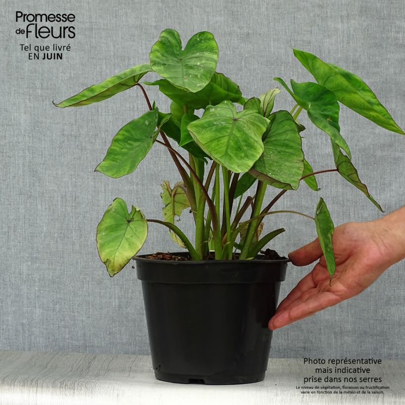 Exemplaar van Colocasia Blue Hawaii - Olifantsoor Pot van 4 l/5 l zoals geleverd in de zomer