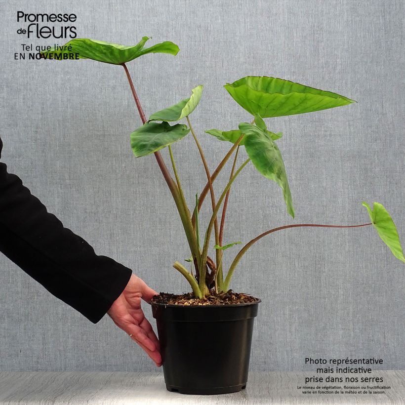 Exemplaar van Colocasia Blue Hawaii - Olifantsoor Pot van 4 l/5 l zoals geleverd in de herfst