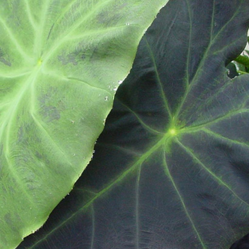 Colocasia Dragon Heart Giant - Olifantsoor (Foliage)