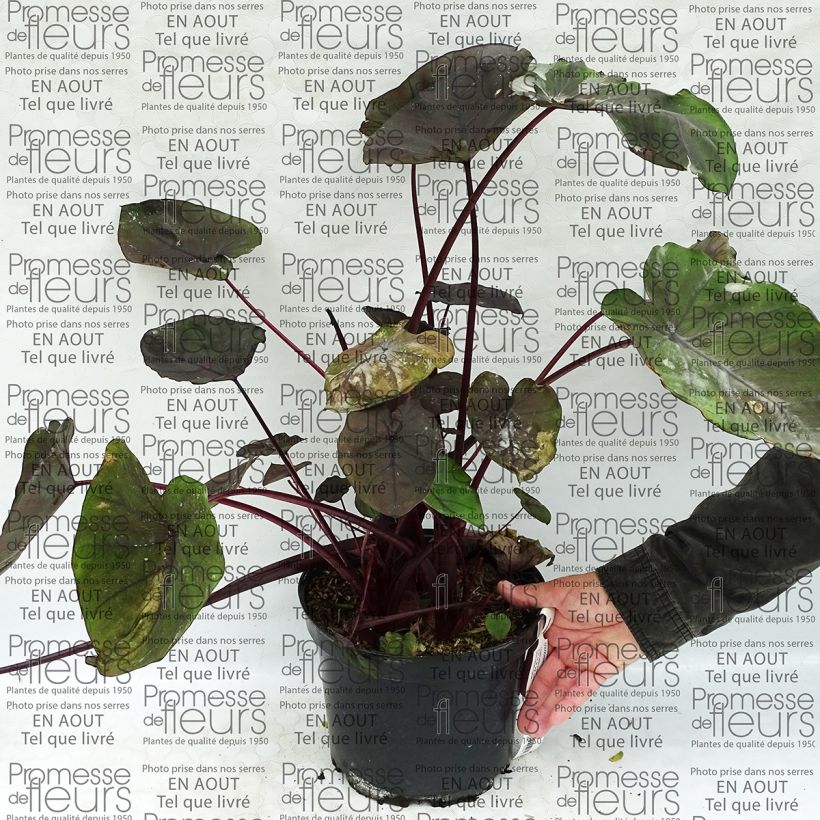 Example of Colocasia Dragon Heart Giant - Olifantsoor Pot van 4 l/5 l as you get