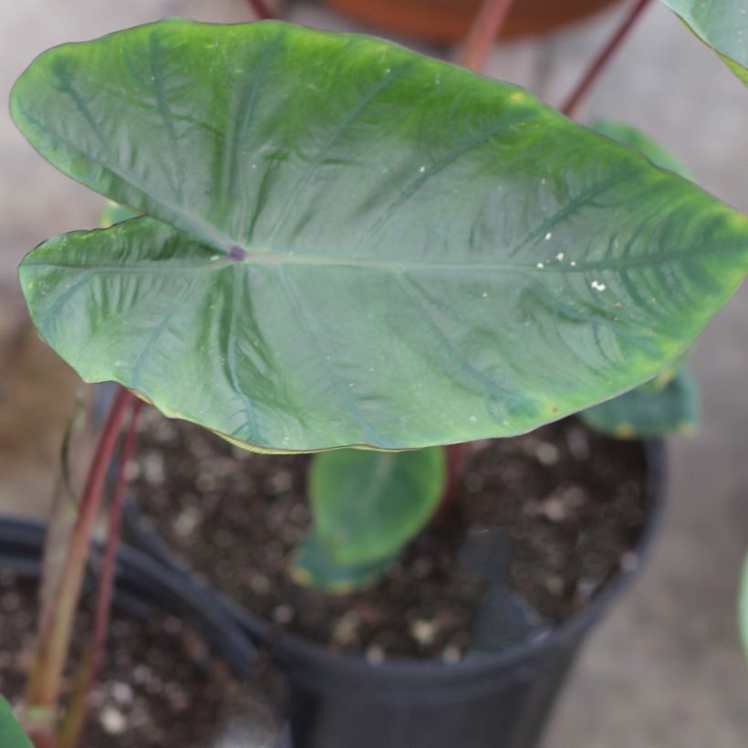 Colocasia Hawaiian Punch - Olifantsoor (Blad)