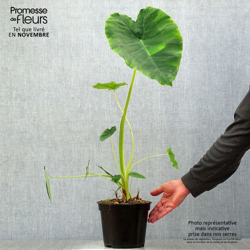 Exemplaar van Colocasia Jack's Giant - Olifantsoor Pot van 3 l/4 l zoals geleverd in de herfst