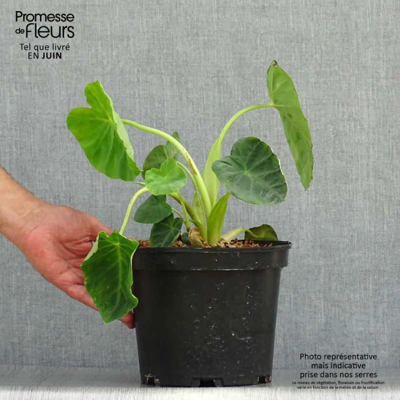 Exemplaar van Colocasia Jack's Giant - Olifantsoor Pot van 3 l/4 l zoals geleverd in de zomer