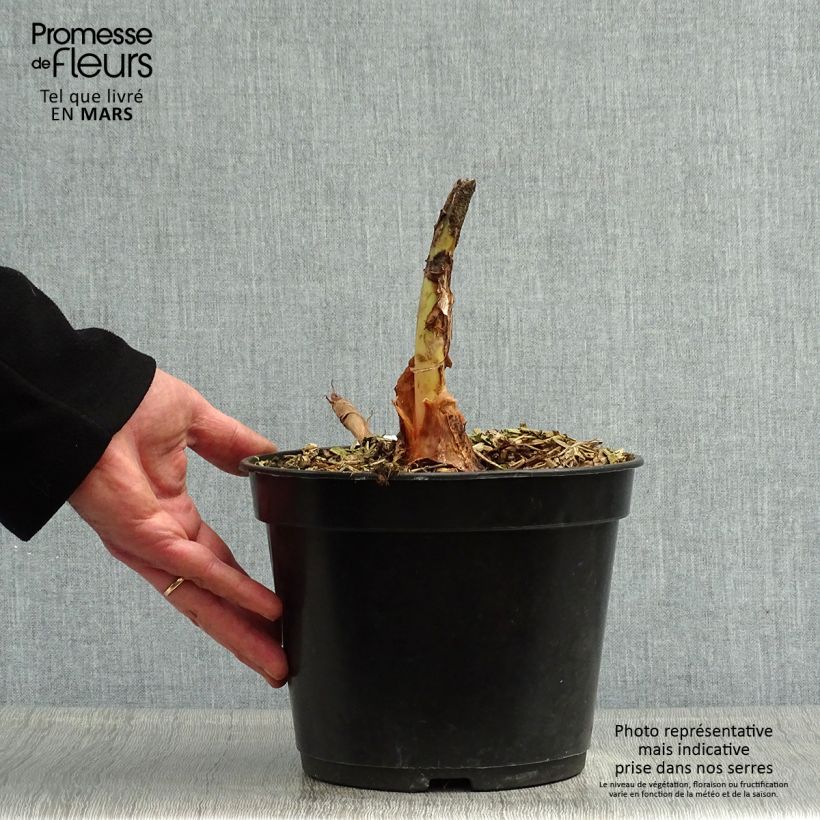 Exemplaar van Colocasia Jack's Giant - Olifantsoor Pot van 3 l/4 l zoals geleverd in de lente