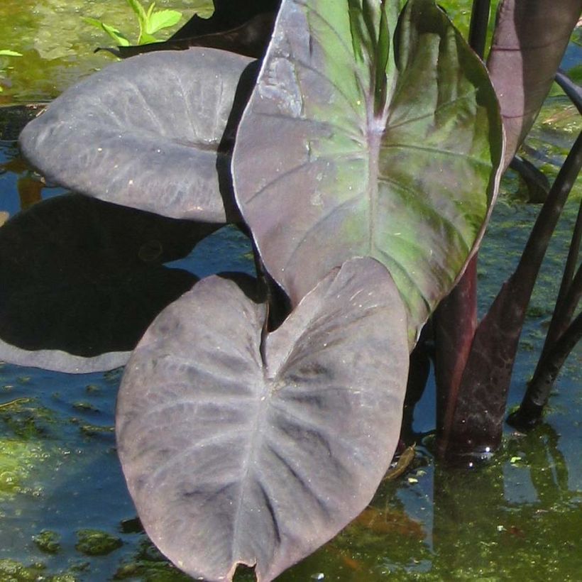 Colocasia Kona Coffee - Taro (Blad)