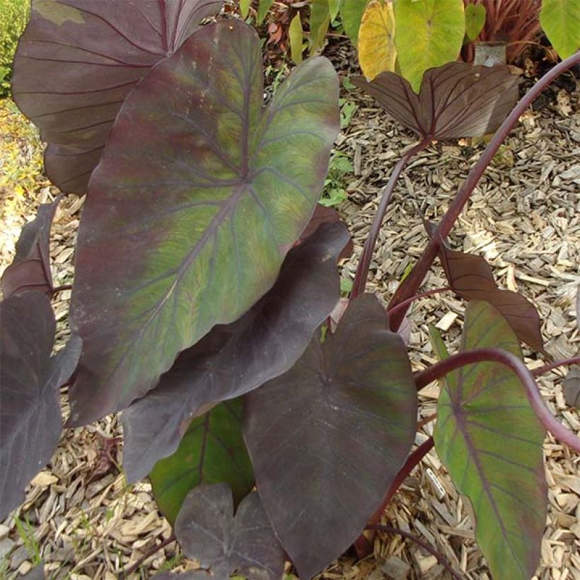 Colocasia Madeira - Olifantsoor (Blad)
