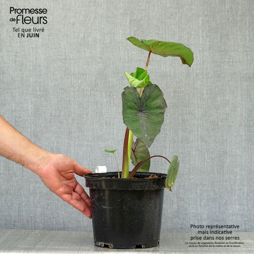Exemplaar van Colocasia Madeira - Olifantsoor Pot van 3 l/4 l zoals geleverd in de zomer