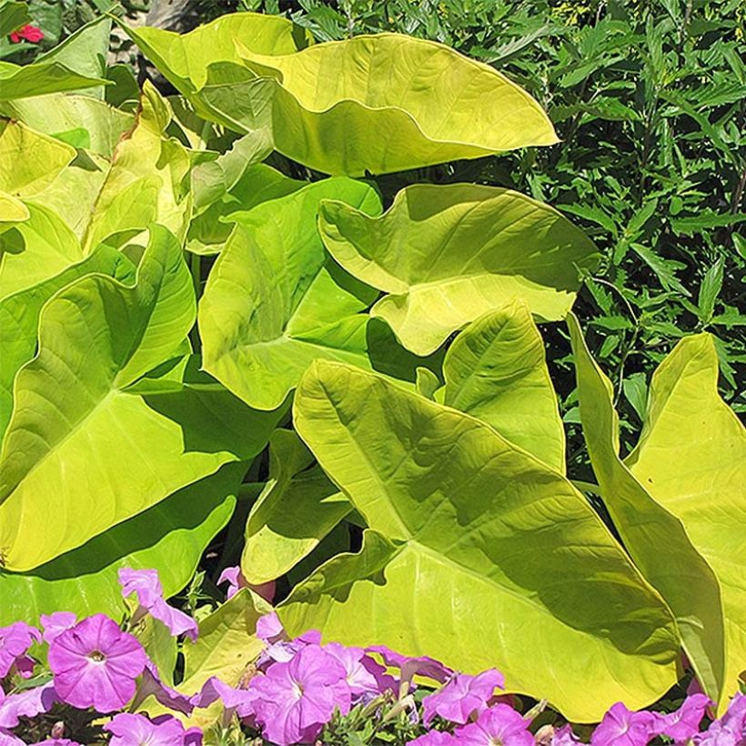 Colocasia Maui Gold - Olifantsoor (Groeiplaats)