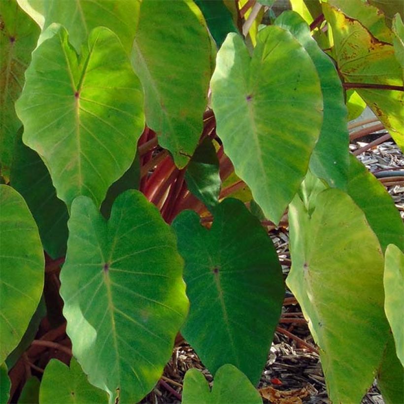 Colocasia Pink China - Olifantsoor (Blad)