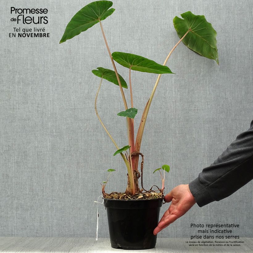 Exemplaar van Colocasia Pink China - Olifantsoor Pot van 2 l/3 l zoals geleverd in de herfst