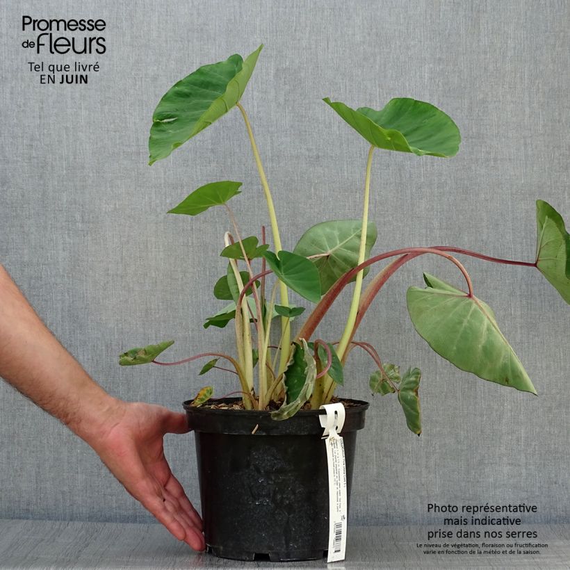 Exemplaar van Colocasia Pink China - Olifantsoor Pot van 2 l/3 l zoals geleverd in de zomer