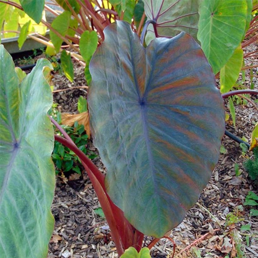 Colocasia Sangria - Olifantsoor (Blad)