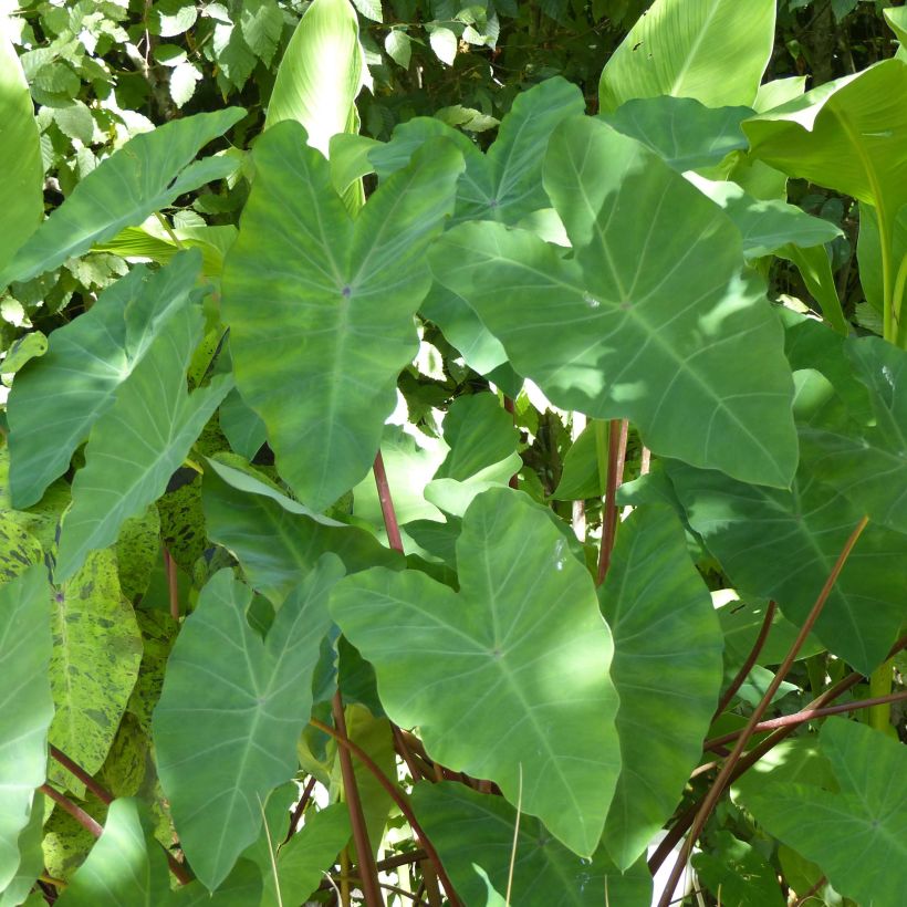 Colocasia esculenta - Olifantsoor (Blad)