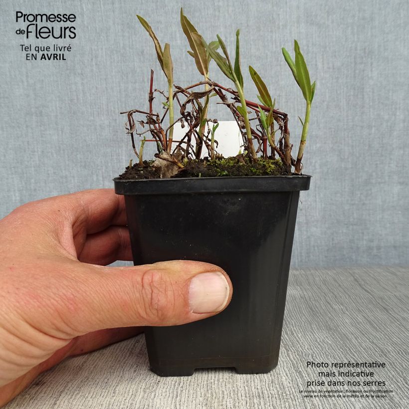Exemplaar van Comarum palustre - Wateraardbei Kweekpotje van 8/9 cm zoals geleverd in de lente