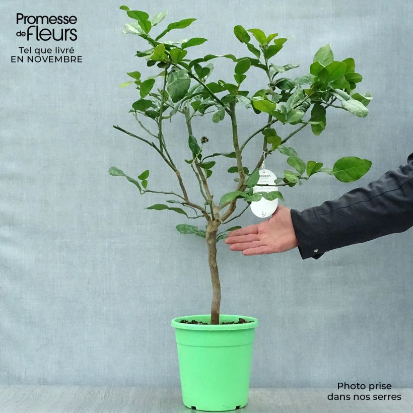 Exemplaar van Kaffirlime - Citrus hystrix Pot van 2 l/3 l, Struik zoals geleverd in de herfst