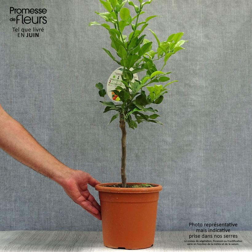 Exemplaar van Kaffirlime - Citrus hystrix Pot van 4 l/5 l zoals geleverd in de zomer