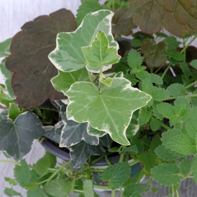 Herfstbries-samenstelling - samenstelling van 3 planten (Blad)