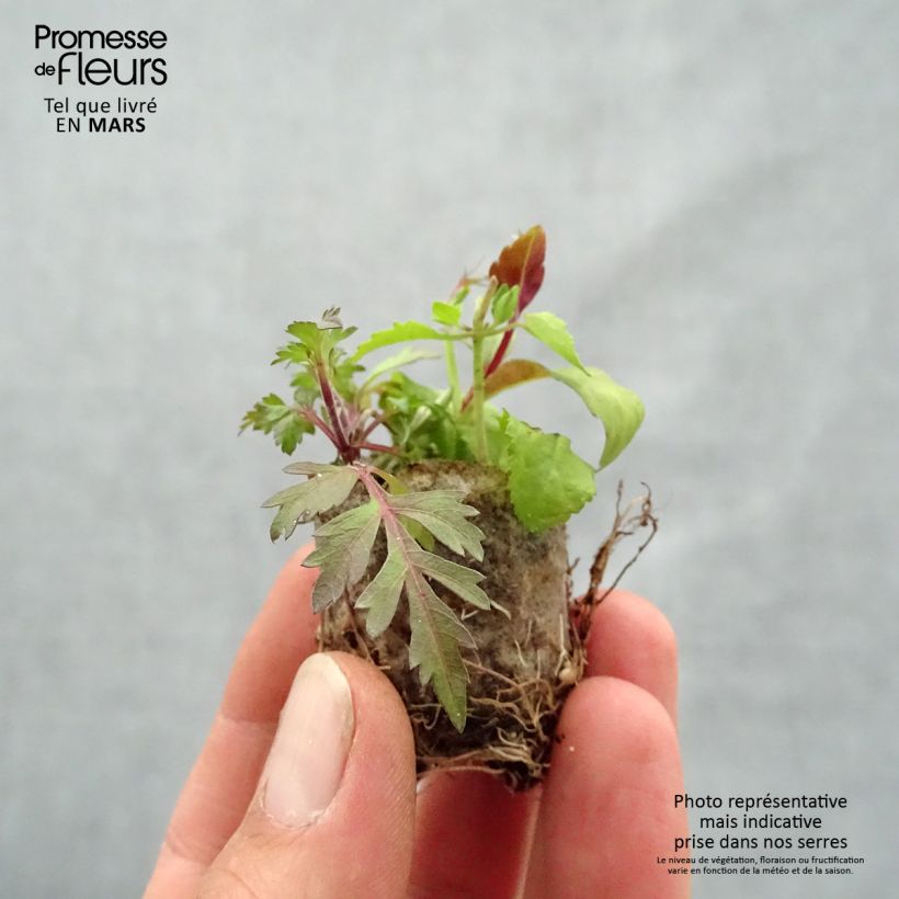 Exemplaar van Bee Fabulous Samenstelling - Samenstelling van 3 planten Mini-mot Ø 3/4 cm zoals geleverd in de lente