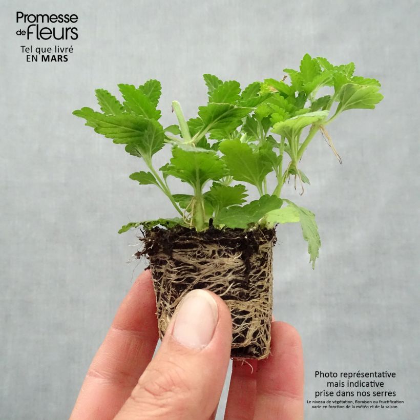 Exemplaar van Verbena  Mix - Hangverbena Mini-mot Ø 3/4 cm zoals geleverd in de lente