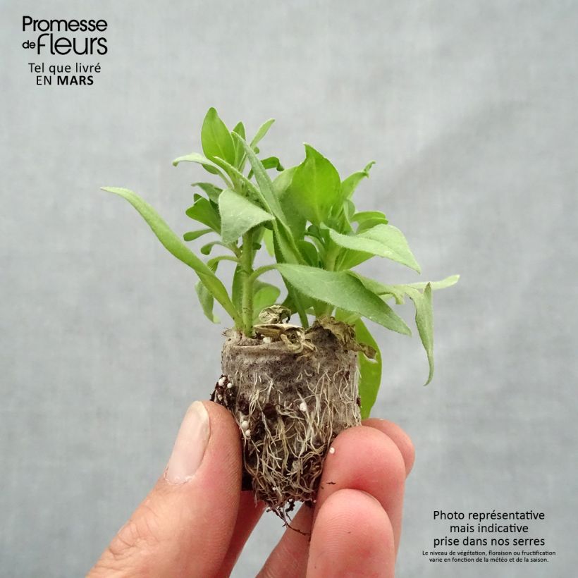 Exemplaar van Samenstelling 3 Schone Petunia's - Calitunia Mini-mot Ø 3/4 cm zoals geleverd in de lente