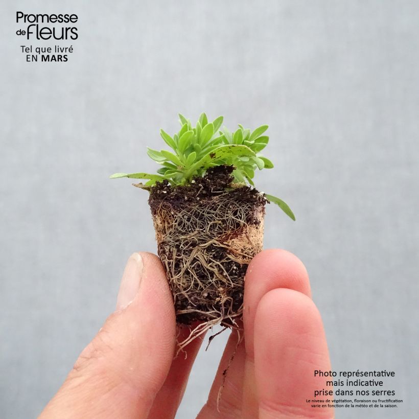 Exemplaar van Mini petunia - Cabaret Pink Paradise Eyes Mini-mot Ø 3/4 cm zoals geleverd in de lente