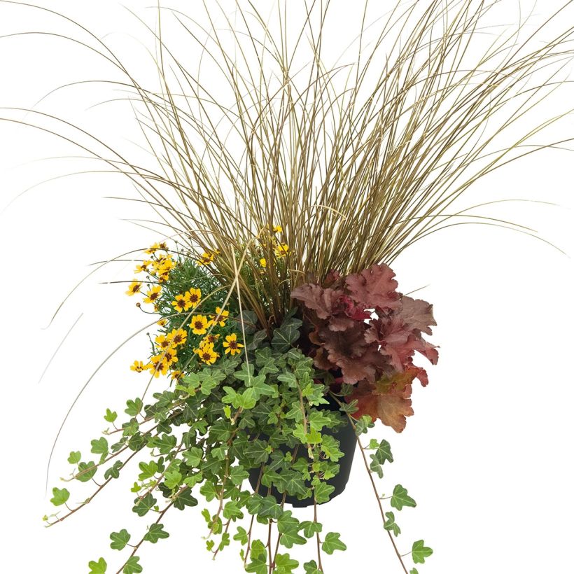 Vrolijke Samenstelling - samenstelling van 4 planten (Groeiplaats)