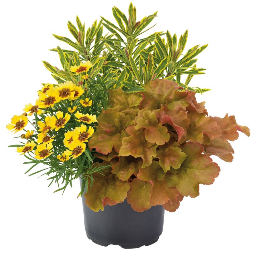 Hidden Treasure-samenstelling - samenstelling van 3 planten (Plant habit)