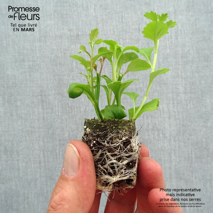 Exemplaar van Lobelix Splash - Hanglobelia Mini-mot Ø 3/4 cm zoals geleverd in de lente