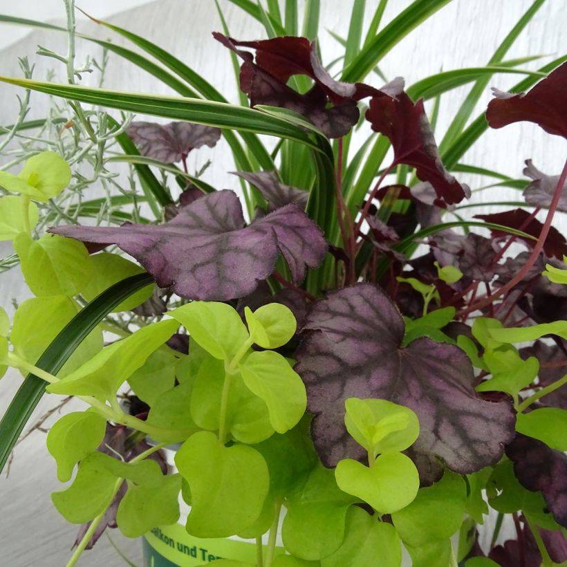 Silent Sunday-samenstelling - samenstelling van 4 planten (Blad)