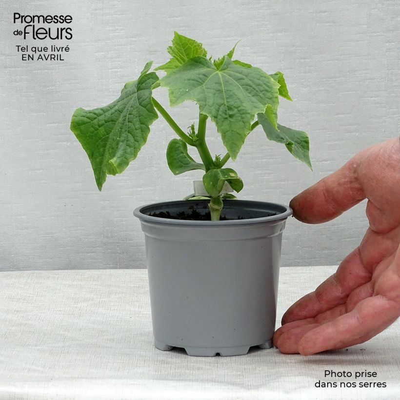 Exemplaar van Komkommer Crokdelis F1 (jonge planten - geënt) Pot van 10 cm/11 cm zoals geleverd in de lente