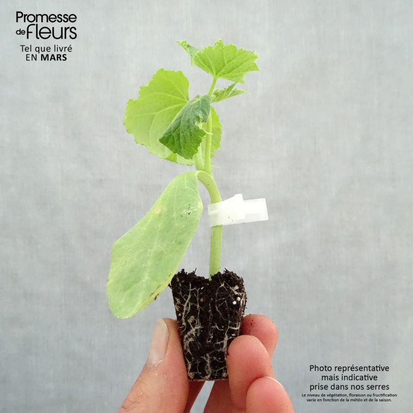Exemplaar van Komkommer Crokdelis F1 (jonge planten - geënt) Mini-mot Ø 3/4 cm zoals geleverd in de lente