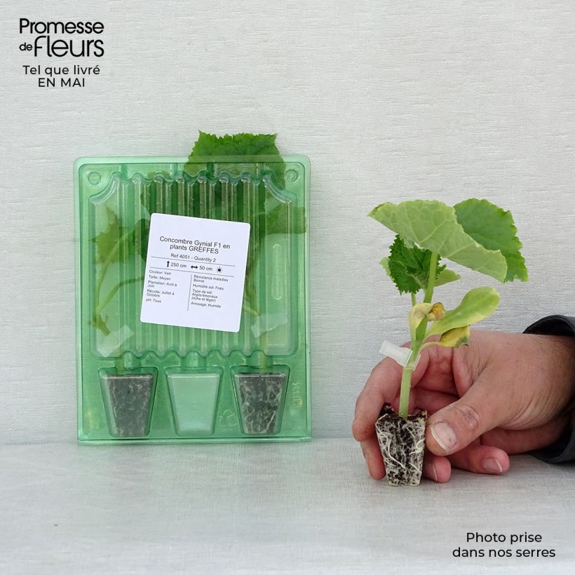 Exemplaar van Komkommer Gynial F1 (jonge planten - geënt) Mini-mot Ø 3/4 cm zoals geleverd in de lente