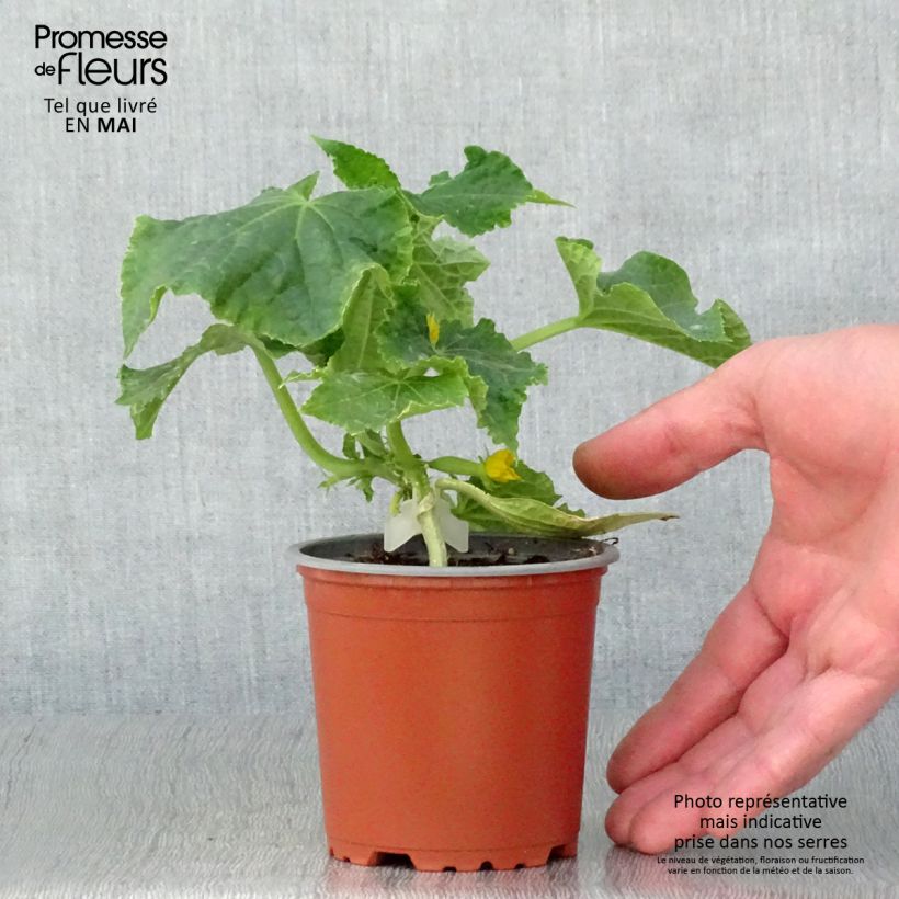 Exemplaar van Komkommer Gynial F1 (jonge planten - geënt) Pot van 10 cm/11 cm zoals geleverd in de lente