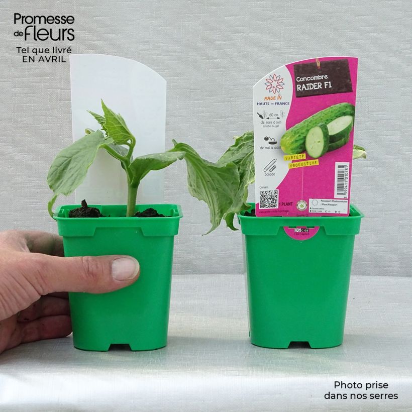 Exemplaar van Komkommer Raider F1 (jonge planten) Pot van 10 cm/11 cm zoals geleverd in de lente