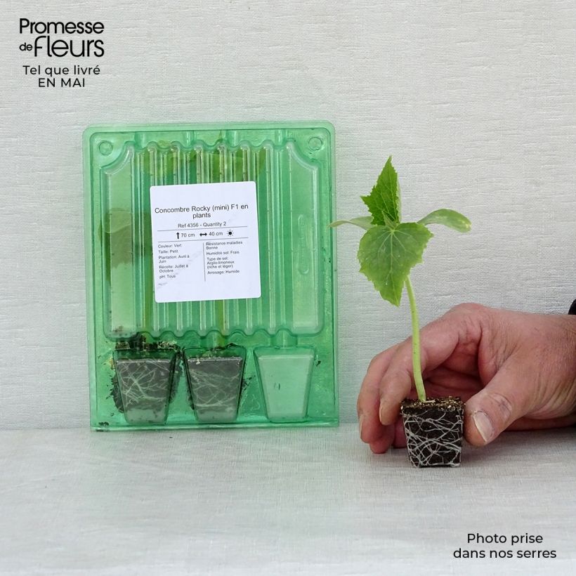 Exemplaar van Minikomkommer Rocky F1 (jonge planten) Mini-mot Ø 3/4 cm zoals geleverd in de lente