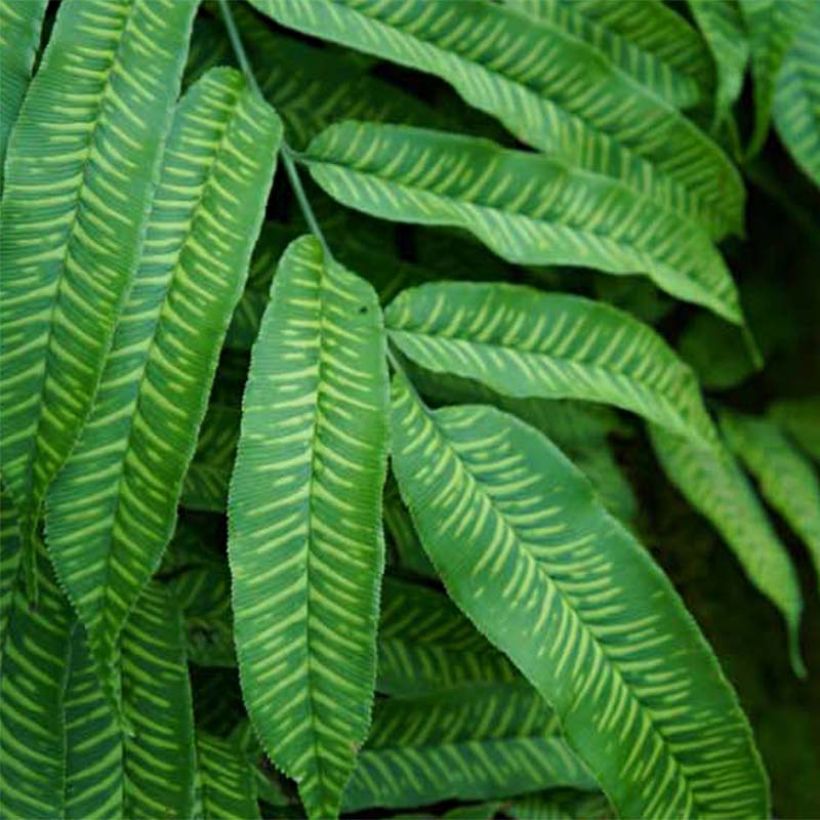 Coniogramme emeiensis - Chinese bamboevaren (Blad)