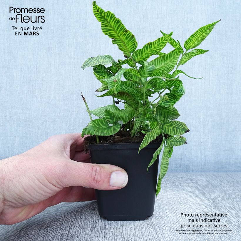 Exemplaar van Coniogramme emeiensis - Chinese bamboevaren Kweekpotje van 8/9 cm zoals geleverd in de lente