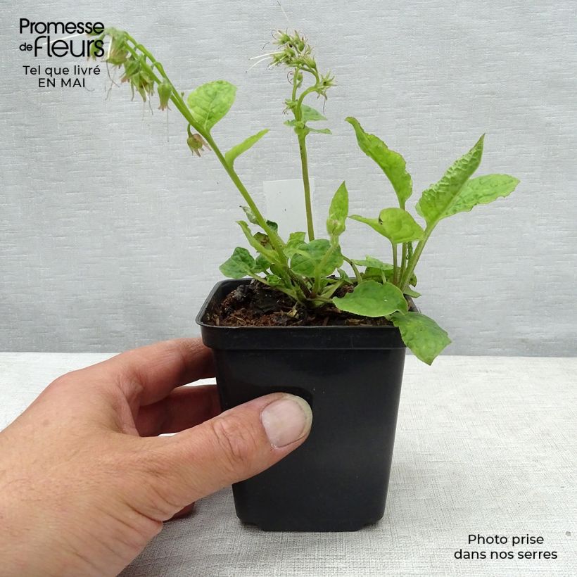 Example of Symphytum azureum - Smeerwortel Kweekpotje van 8/9 cm as you get in printemps