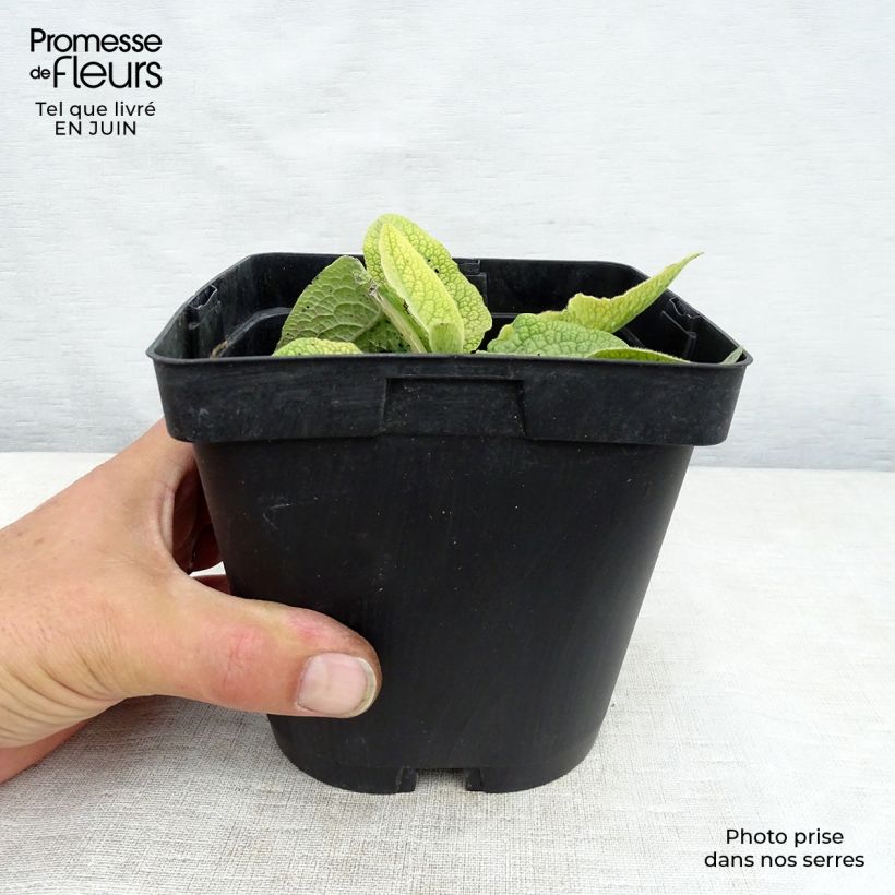 Exemplaar van Symphytum azureum - Smeerwortel Pot van 2 l/3 l zoals geleverd in de zomer