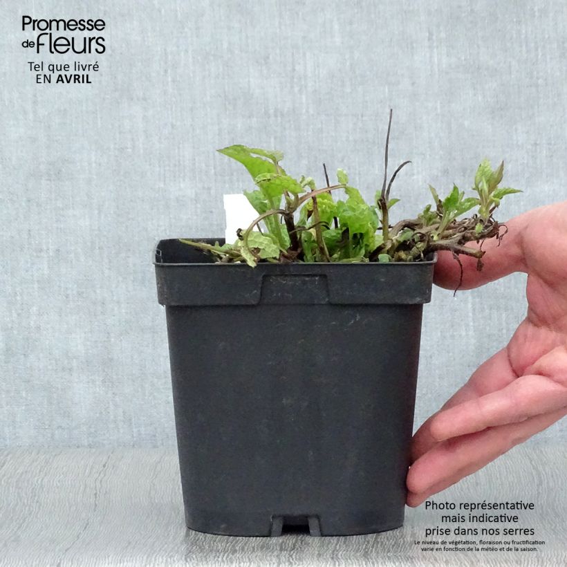 Example of Symphytum azureum - Smeerwortel Pot van 2 l/3 l as you get in printemps
