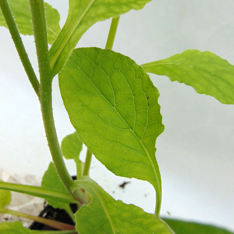 Smeerwortel Hidcote Pink - Symphytum grandiflorum (Blad)