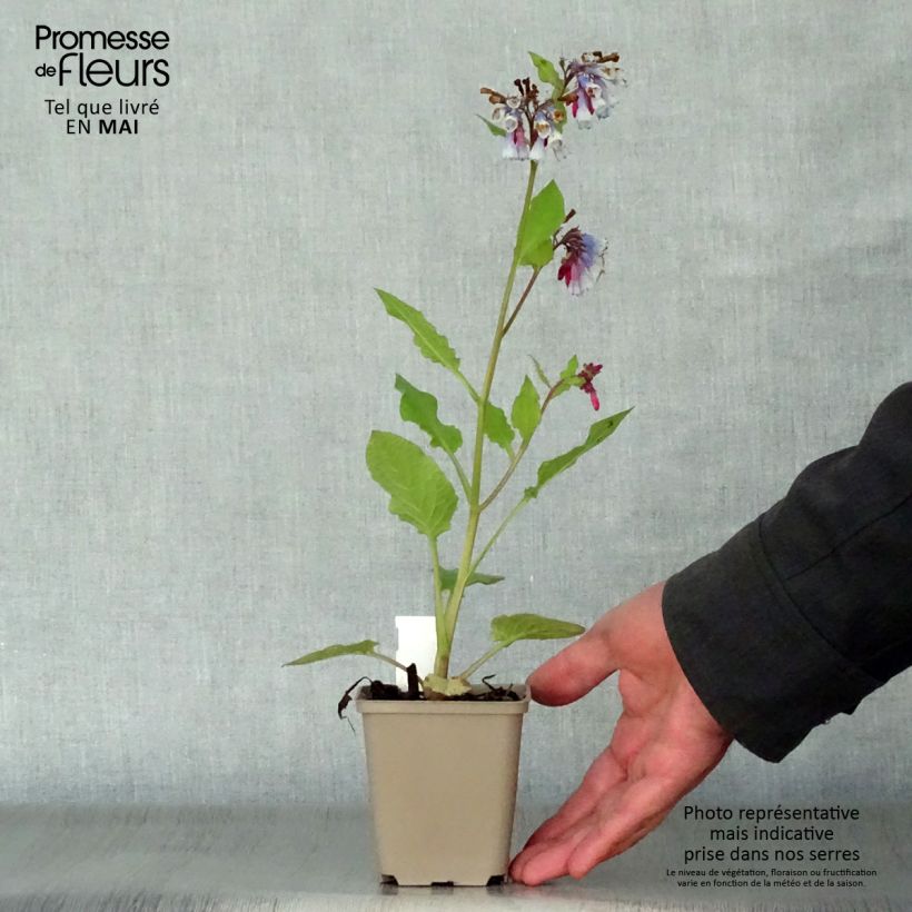 Exemplaar van Smeerwortel Sky Blue Pink - Symphytum grandiflorum Kweekpotje van 8/9 cm zoals geleverd in de lente