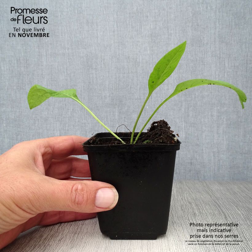 Exemplaar van Gewone smeerwortel - Symphytum officinale Kweekpotje van 8/9 cm zoals geleverd in de herfst