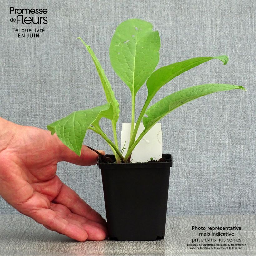Exemplaar van Gewone smeerwortel - Symphytum officinale Kweekpotje van 8/9 cm zoals geleverd in de zomer