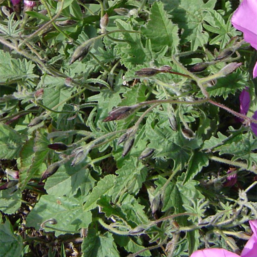 Convolvulus althaeoides - Mediterrane winde (Foliage)