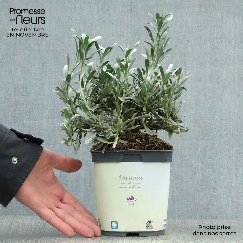 Exemplaar van Convolvulus cneorum - Zilverwinde Pot van 2 l/3 l zoals geleverd in de herfst