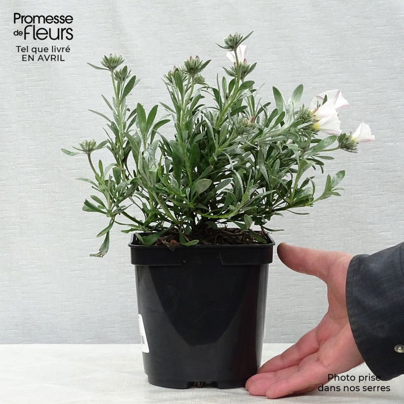 Example of Convolvulus cneorum - Zilverwinde Pot van 2 l/3 l as you get in printemps