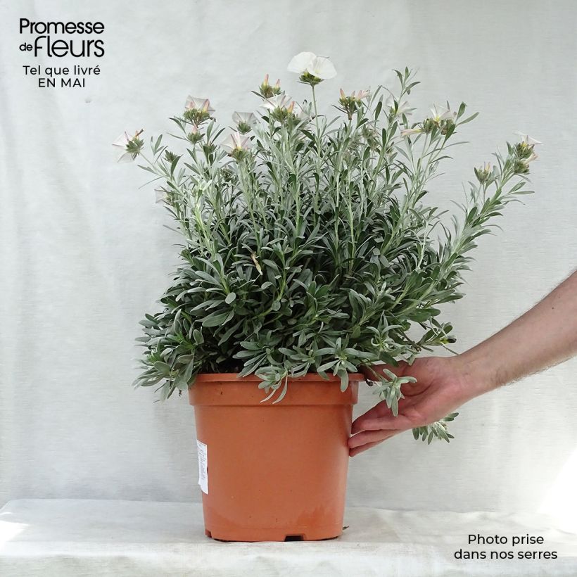 Example of Convolvulus cneorum - Zilverwinde Pot van 7,5 l/10 l as you get in printemps