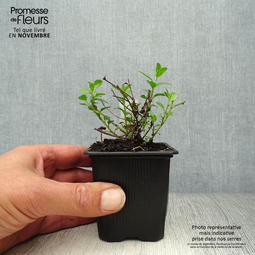 Exemplaar van Convolvulus sabatius - Winde Kweekpotje van 8/9 cm zoals geleverd in de herfst